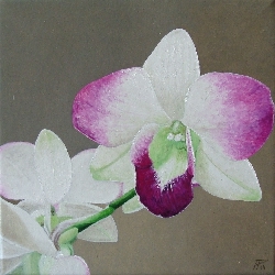 Orquideas 6